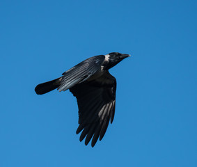 Hooded Crow in Flight