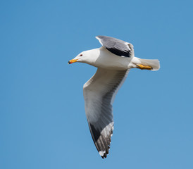 Armenian Gull in Flight on Blue Sky