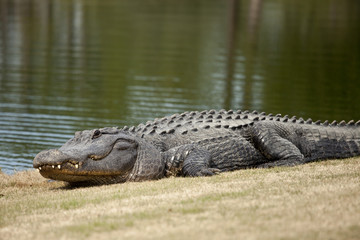 Obraz premium wild alligator on golf course