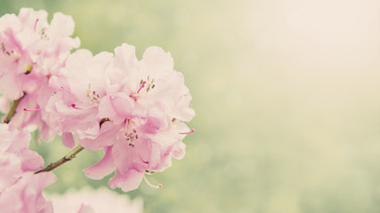Spring background with rhododendron, colorised with sun flare