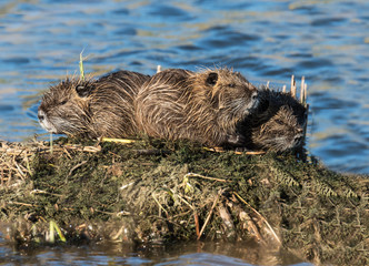 Two Coypus Resting on Small Island