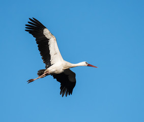 White Stork in Flight on Blue Sky