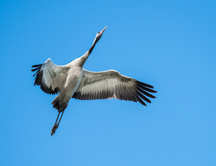  Common Crane in Flight on Blue Sky