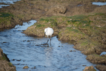 Little Egret Fishing