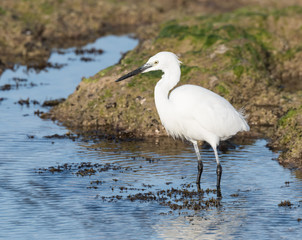 Little Egret Fishing
