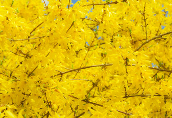 Gelbe Forsythien