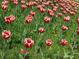Lawn with red tulips closeup
