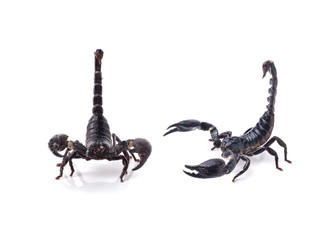 Scorpion on white background