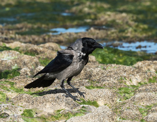 Hooded crow on the sea shore