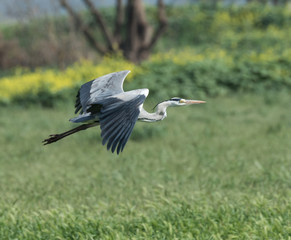 Grey Heron in Flight