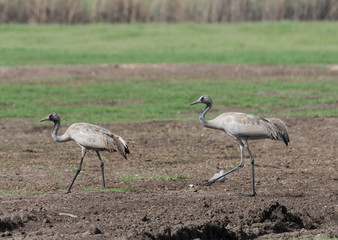 Obraz na płótnie Canvas Common Cranes