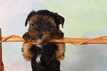 Yorkshire Terrier puppy