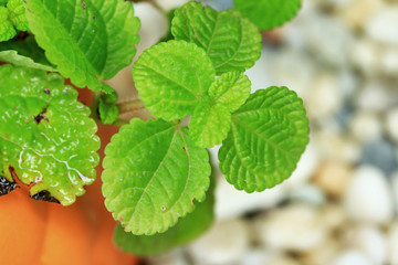 Pepper mint leaves