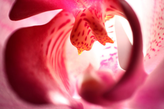 Fototapeta Macrophoto of orchid