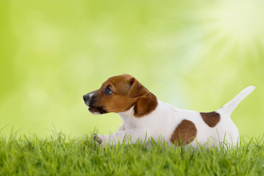 Jack Russell Terrier Welpe springt über Wiese