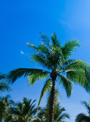 Obraz na płótnie Canvas Green palm tree