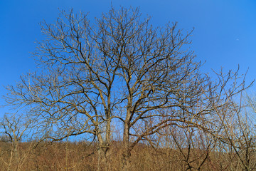 tree without leaves isolated on blue sky