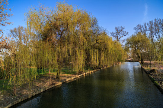 weeping willow on the shore of a lake in the park