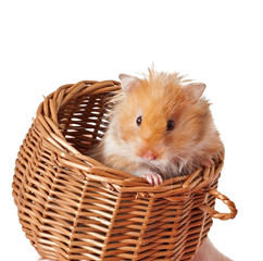 Hamster in a basket isolated on a white background