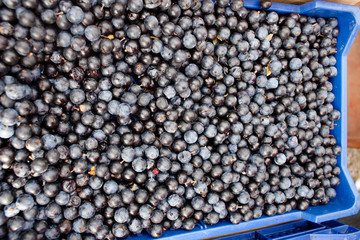 blueberries in blue plastic box