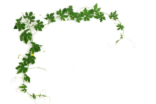 DIE 19,074 BESTEN BILDER, STOCK-FOTOS UND -VEKTORGRAFIKEN ZU „Blumen