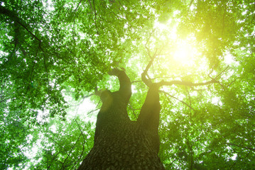 Obraz premium green forest