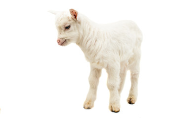little white goat