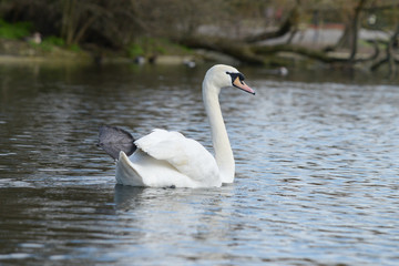 Mute Swan, Cygnus olor