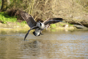 Canada Goose, Branta canadensis