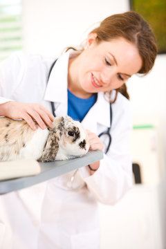 Veterinarian: Focus on Rabbit Patient