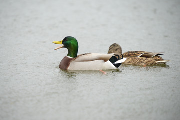 Mallard, Anas platyrhynchos