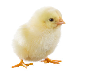 Naklejka premium Little yellow chick
