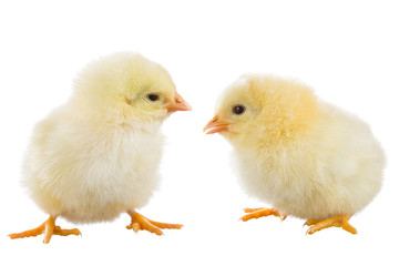 Yellow chick