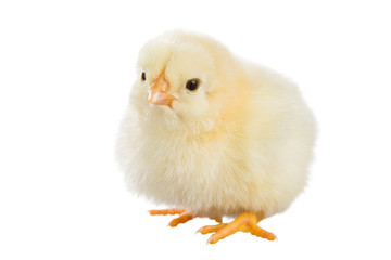 Fototapeta premium Little yellow chick