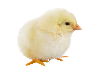 Yellow chick