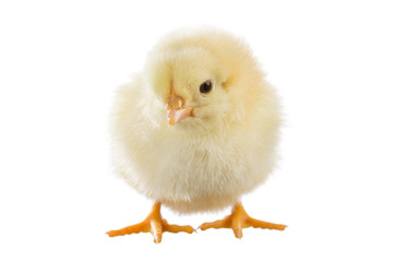 Yellow chick
