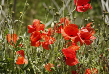 red poppies on green grass