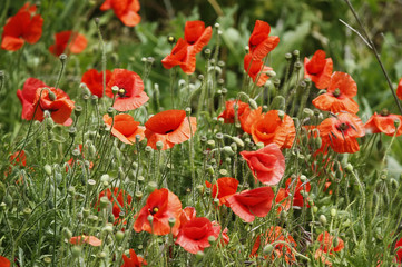 Fototapeta premium red poppies on green grass