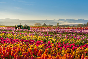 colorful tulip filed in the morning, Woodburn, Oregon - obrazy, fototapety, plakaty