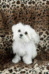 Cute Maltese Puppy