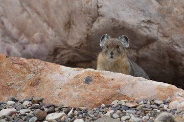 American Pika - Jasper National Park