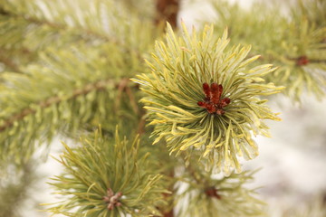 Веточка сосны © Roman TINIAKOV