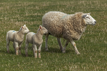 Sheep & lambs