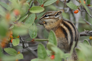 Least Chipmunk eating a berry - Jasper National Park, Canada