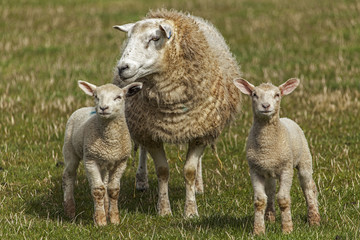 Obraz premium Sheep & lambs