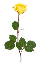 Fototapeta premium rose with dew drops