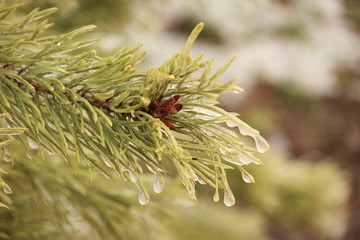 Веточка сосны с замерзшими каплями дождя © Roman TINIAKOV