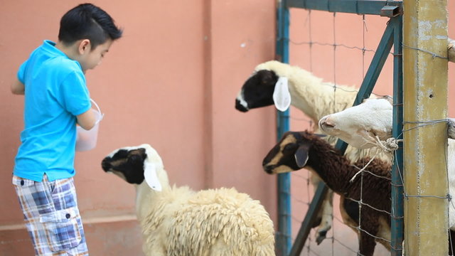 Asian kid feeding sheep in in farm