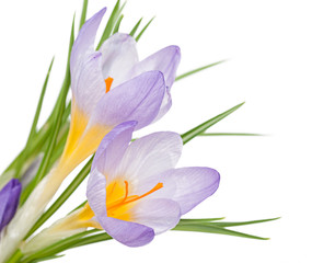 Fototapeta premium Purple crocus with a white background