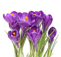 Purple crocus with a white background